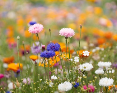 Logo trade promotional merchandise picture of: A5 wildflower seed paper sheet