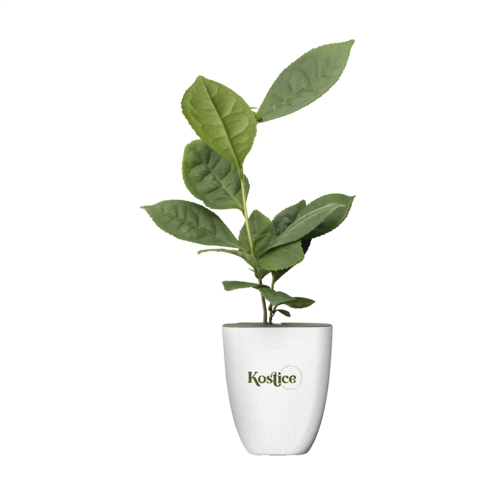 Logotrade corporate gift image of: Treemore Letterbox Trees Tea plant